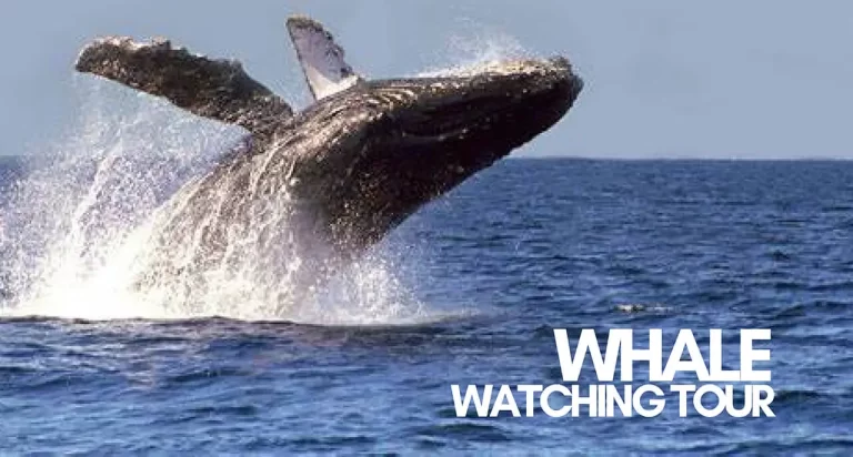 WHALE WATCHING